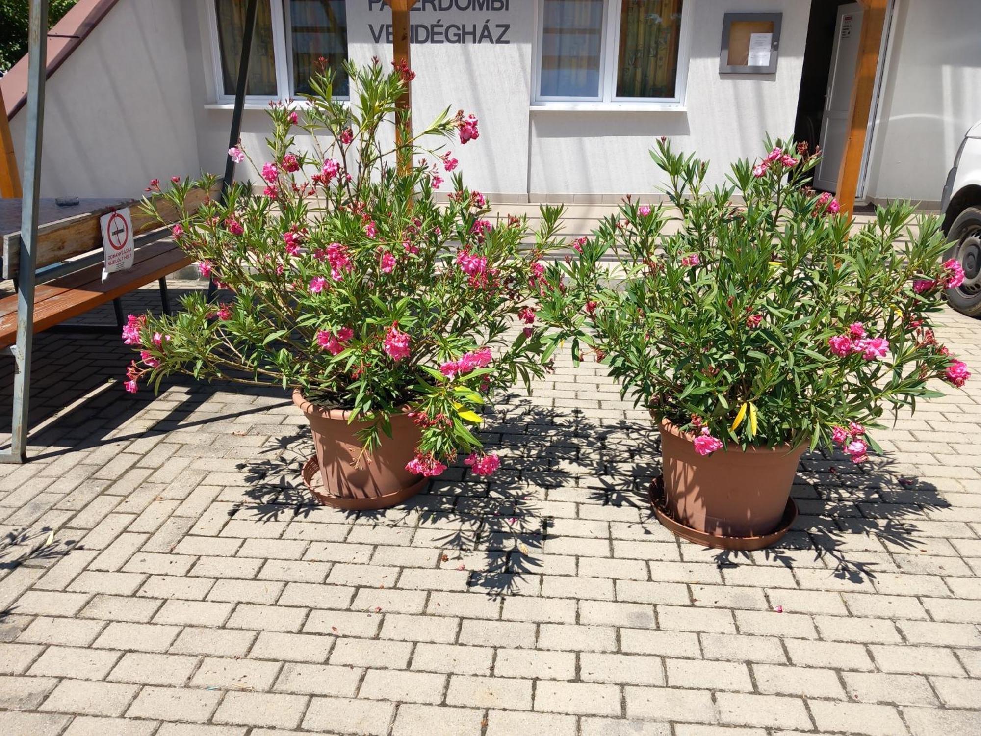 Paterdombi Vendeghaz Hotel Zalaegerszeg Bagian luar foto